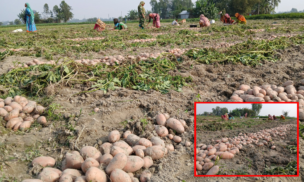 আলু চাষে লোকসানের ধাক্কা, ঋণের বোঝা ও পারিবারিক সংকটে কৃষকরা