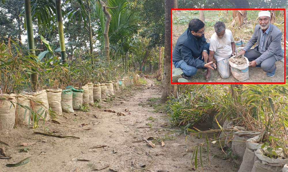 বস্তায় আদা চাষে কৃষকের মুখে হাসি