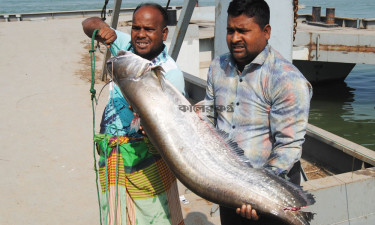 এক বোয়ালে জেলে কালামের বাজিমাত