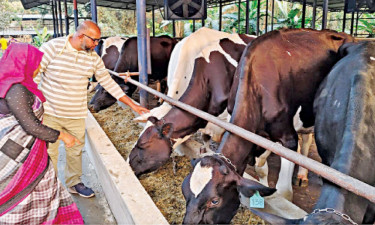 শখের গরু পালন থেকে ডেইরি উদ্যোক্তা