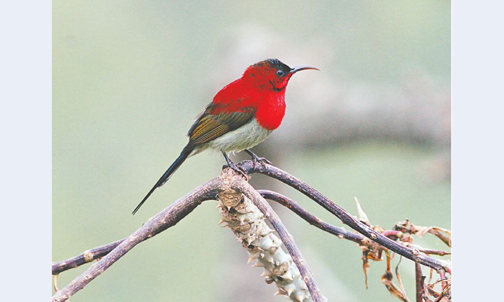 মায়াবী সিঁদুরে মৌটুসি