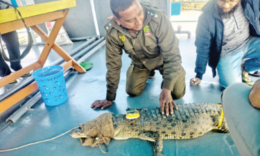 ট্রান্সমিটারযুক্ত ৫ কুমির সুন্দরবনে