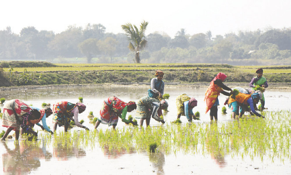 বোরো জাতের ধান লাগাচ্ছেন ক্ষুদ্র নৃগোষ্ঠীর নারীরা