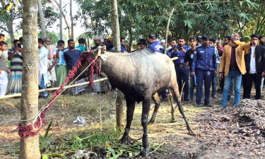 বাগাতিপাড়ায় বিরল নীলগাই উদ্ধার