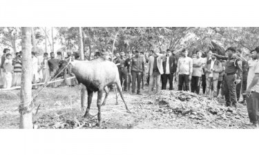 বিরল প্রজাতির নীলগাই আটক