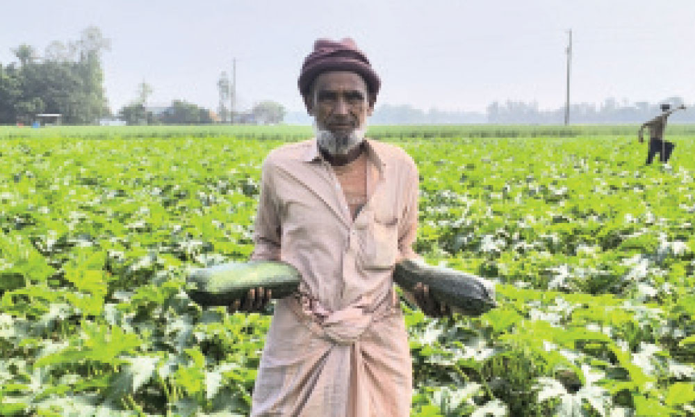 স্কোয়াস চাষে বিঘায় লাভ লাখ টাকা