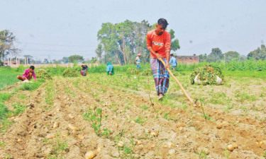 আলু তুলতে ব্যস্ত নারী ও পুরুষ