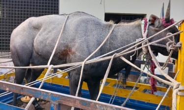 নাটোর ধরা পড়া নীলগাই এখন সাফারি পার্কে