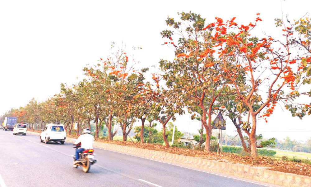 মহাসড়কে পলাশ ফুলের মুগ্ধতা