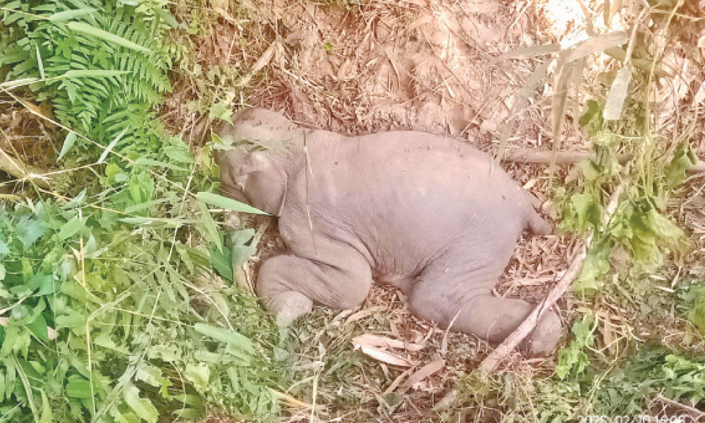 মুমূর্ষু শিশু হাতি উদ্ধার