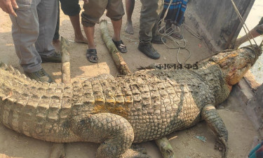 স্ত্রী কুমিরের সামনে ২ পুরুষ কুমিরের তুমুল লড়াই, অতঃপর...