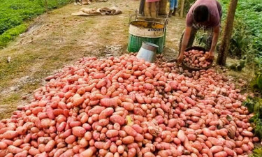 বিদেশে রপ্তানি হলেও কালাইয়ে আলুর বাজারে ধস