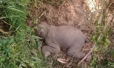 রাঙামাটিতে মুমূর্ষু অবস্থায় হাতির শাবক উদ্ধার