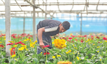 শতকোটি টাকার ফুল বিক্রির আশা