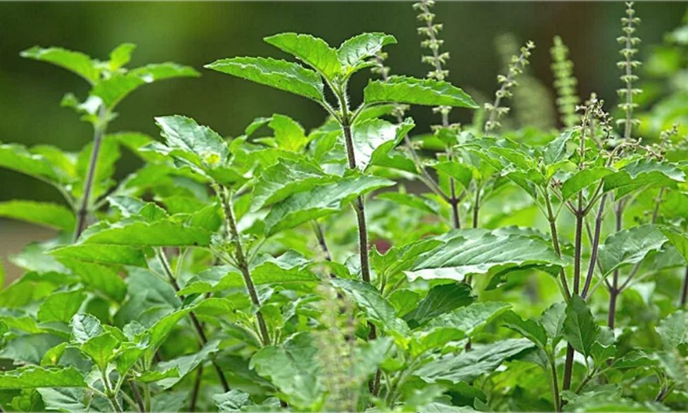 সর্দি-কাশি ছাড়া আর কী উপকারে আসে তুলসী পাতা