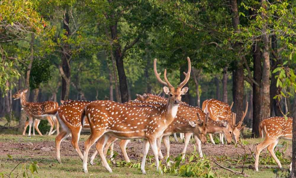 সাগরের মাঝে এক টুকরো স্বর্গ নিঝুম দ্বীপ, যেভাবে যাবেন