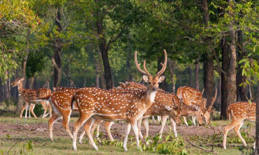 সাগরের মাঝে এক টুকরো স্বর্গ নিঝুম দ্বীপ, যেভাবে যাবেন