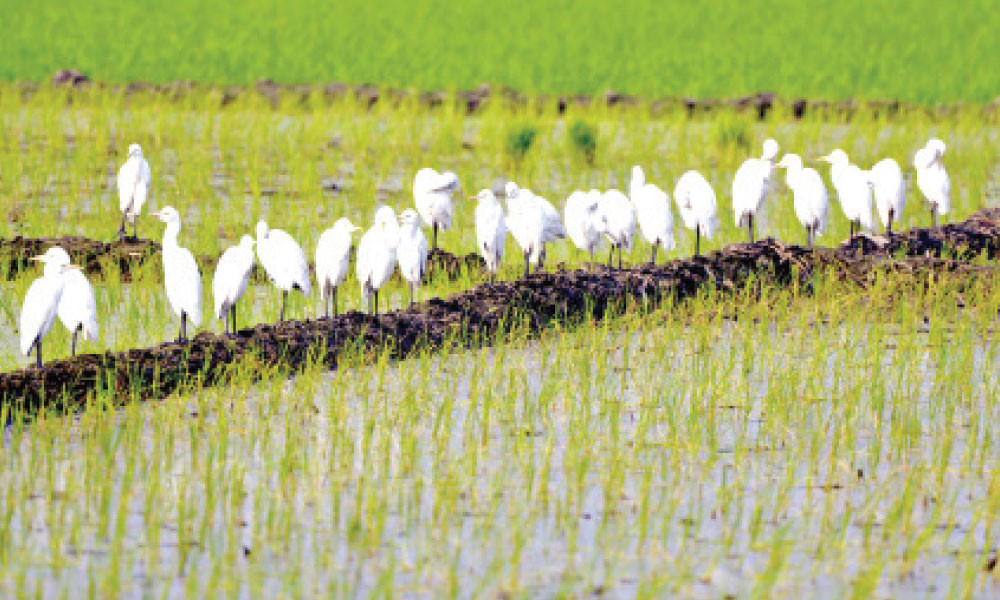 সাদা বক