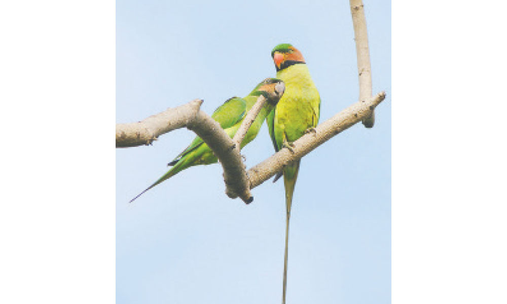 Parrot