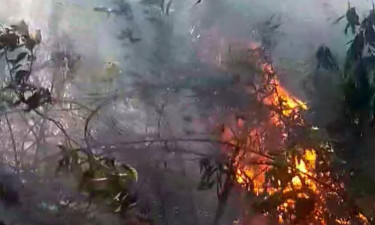 বীরগঞ্জে সিংড়া শালবনে অগ্নিকাণ্ড, শতাধিক গাছ পুড়ে ছাই