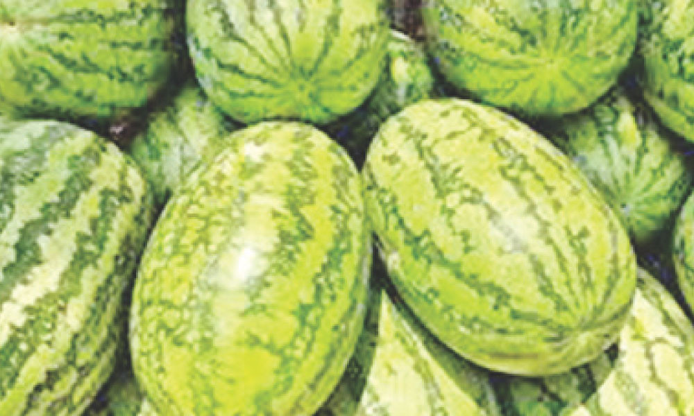 এবার তরমুজের সরবরাহ প্রচুর, দামও সহনীয়