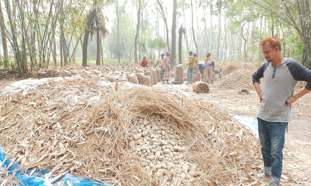 দাম না পেয়ে আলু চাষিদের মাথায় হাত
