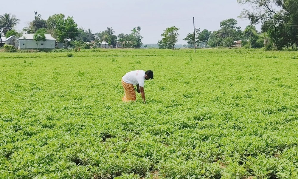 কম খরচে বেশি লাভ, বাদাম চাষে ঝুঁকছেন কৃষক