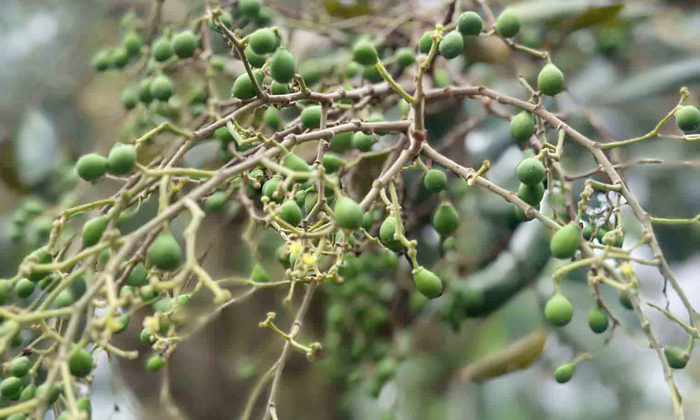 বিলুপ্তির পথে বুনোফল ‘আনাই’