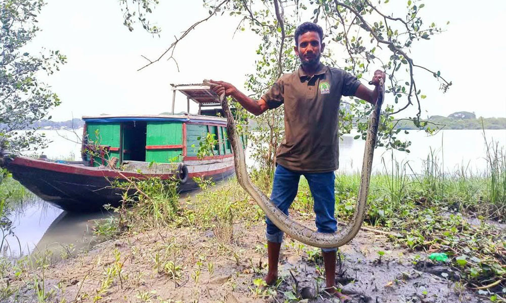 মাছের ঘেরে অজগর, ছাড়া হলো সুন্দরবনে