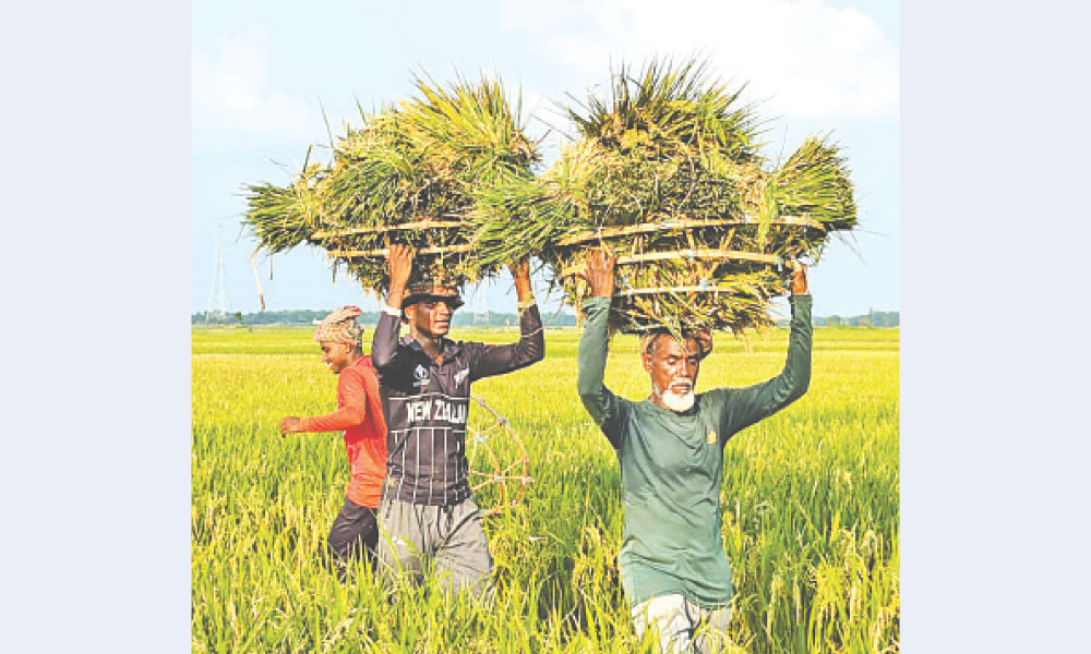 আগাম বন্যার শঙ্কায় দ্রুত ধান কাটার নির্দেশ দিয়েছে প্রশাসন
