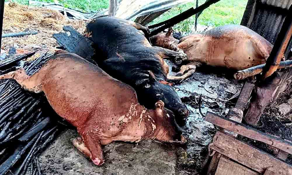 সদরপুরে গোয়ালঘরে আগুন, গবাদি পশু পুড়ে ছাই