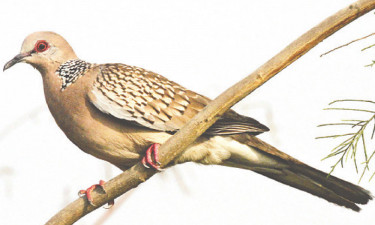 তিলাঘুঘুর নাম বদলাল কেন