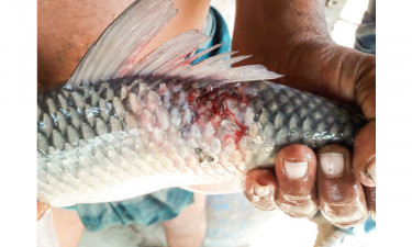 কৃষিশিক্ষা : এসএসসির প্রস্তুতি