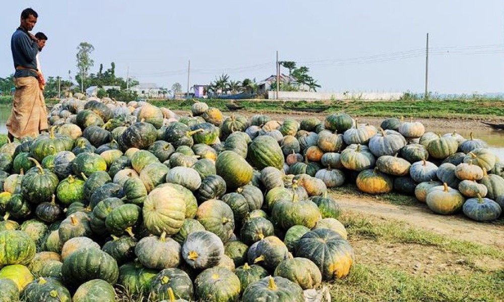 হাওরে নষ্ট হচ্ছে মিষ্টি কুমড়া, দাম না পেয়ে হতাশ চাষীরা