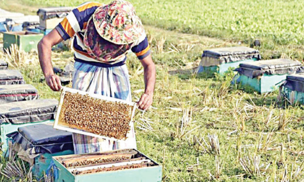 উদ্যোক্তা তৈরিতে প্রশিক্ষণ দেবে বিসিক