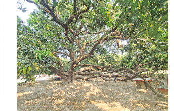 এক গাছেই ৪০০ মণ আম বিক্রি দুই লাখ টাকা