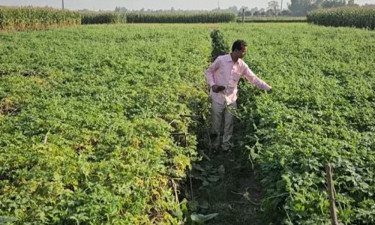 উত্তরাঞ্চলে এবার কম তিতার ‘শিকনাত করলা’ চাষ (ভিডিওসহ)