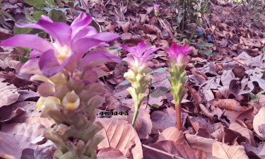 হারিয়ে যাচ্ছে শালবনের অলংকার ‘শটি’ ফুল