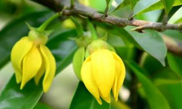 কাঁঠালচাঁপা