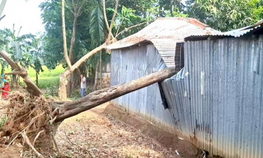 চার দিনেও সরানো হয়নি ঝড়ে পড়া সরকারি গাছ