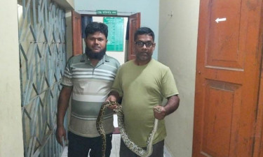 উঠানের জাম্বুরাগাছ থেকে অজগর উদ্ধার