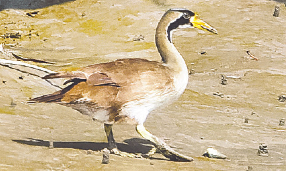 সুন্দরবনের সুন্দরী হাঁস