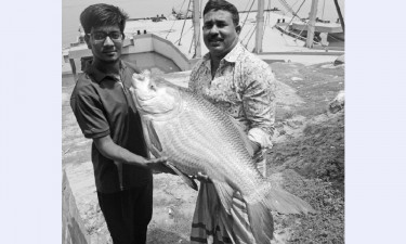 পদ্মার কাতল