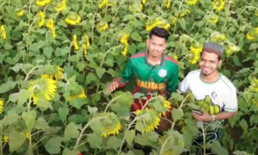 প্রথমবার সূর্যমুখী চাষ করে সফলতা পেয়েছেন তরুণ উদ্যোক্তা (ভিডিওসহ)