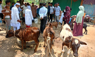 খাগড়াছড়িতে সরকারি ভ্যাকসিনে অর্ধশত গরু-ছাগলের মৃত্যু