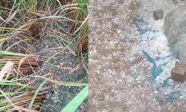 মৌসুমের প্রথম শিলাবৃষ্টিতে আম ও ধানের ক্ষতির শঙ্কা