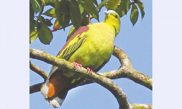 পুরনো হরিয়ালের নতুন নাম