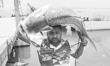 পদ্মার এক কাতল ৫০ হাজারে বিক্রি