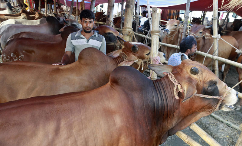 কোরবানির জন্য প্রস্তুত ১ কোটি ২৪ লাখ পশু