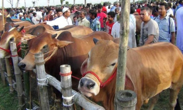 কোরবানি ঈদে আফতাবনগরে বসবে না পশুর হাট